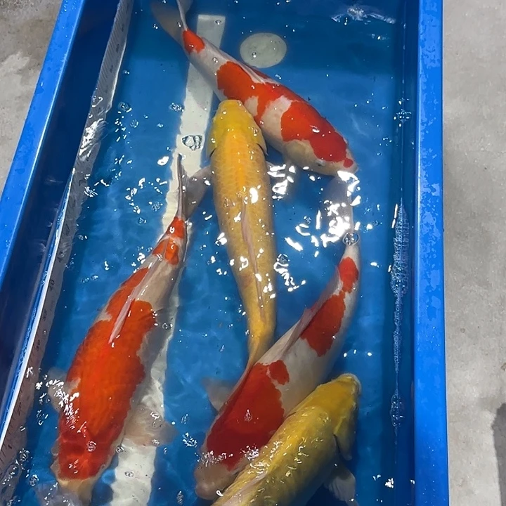 海水赤目芒果五条套餐锦鲤