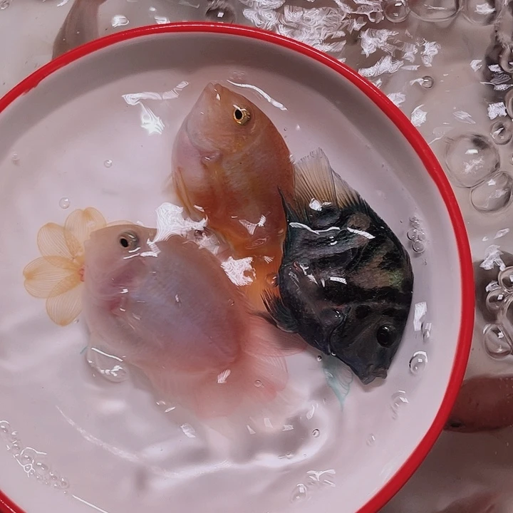 鹦鹉鱼迷你鹦鹉一对和一条蓝母