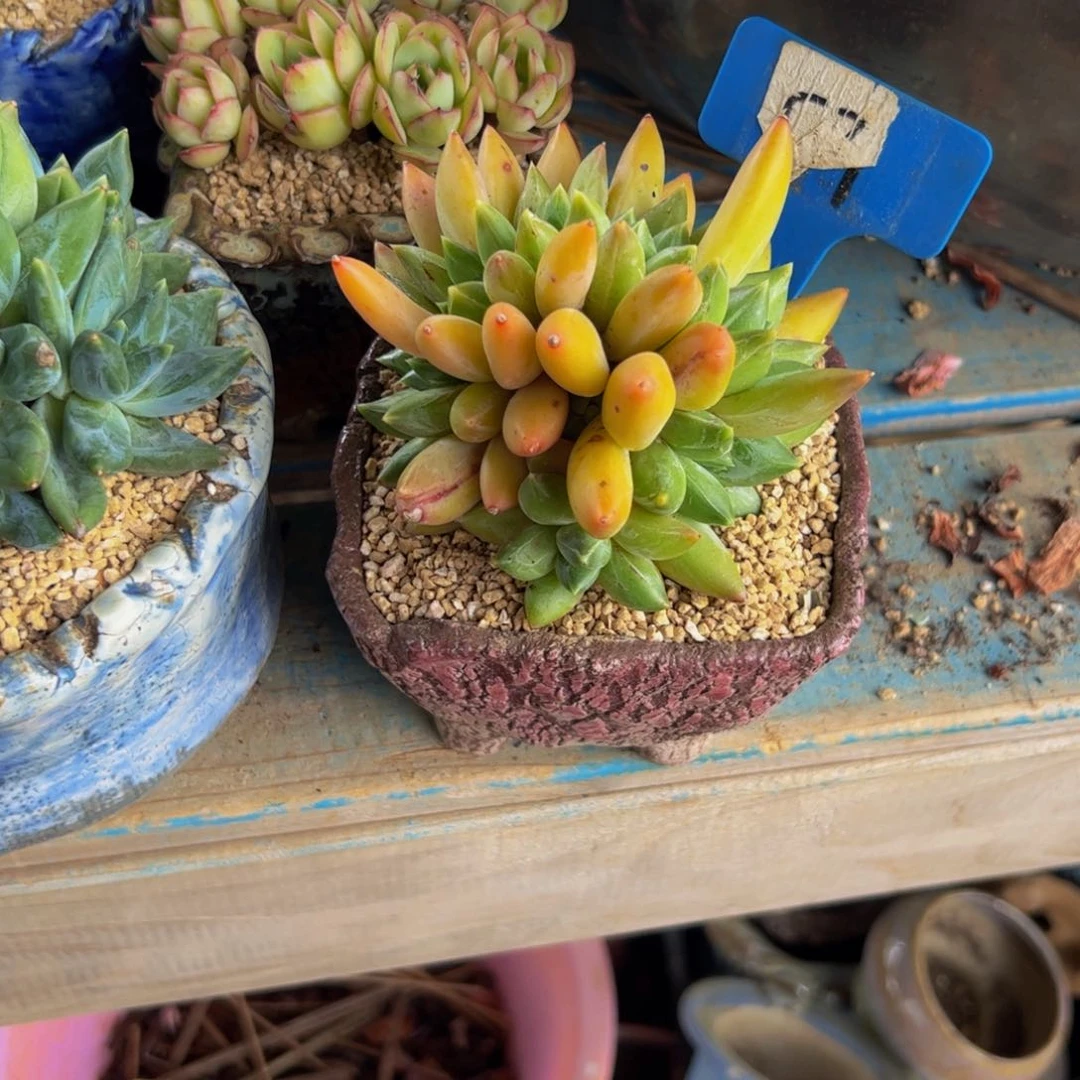 琼***重楼朵朵缀多肉植物