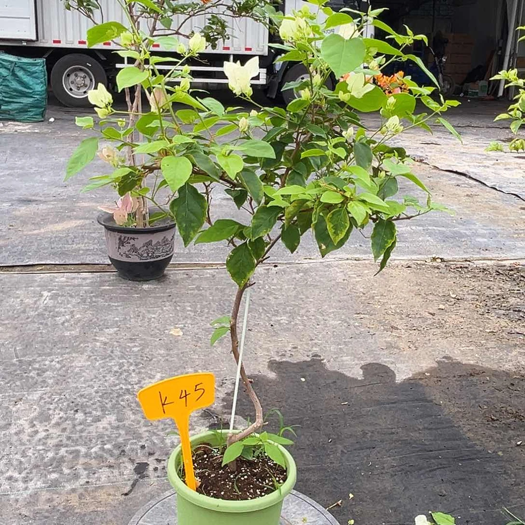 当前无花栽培后可以开花人**戏K45广红英