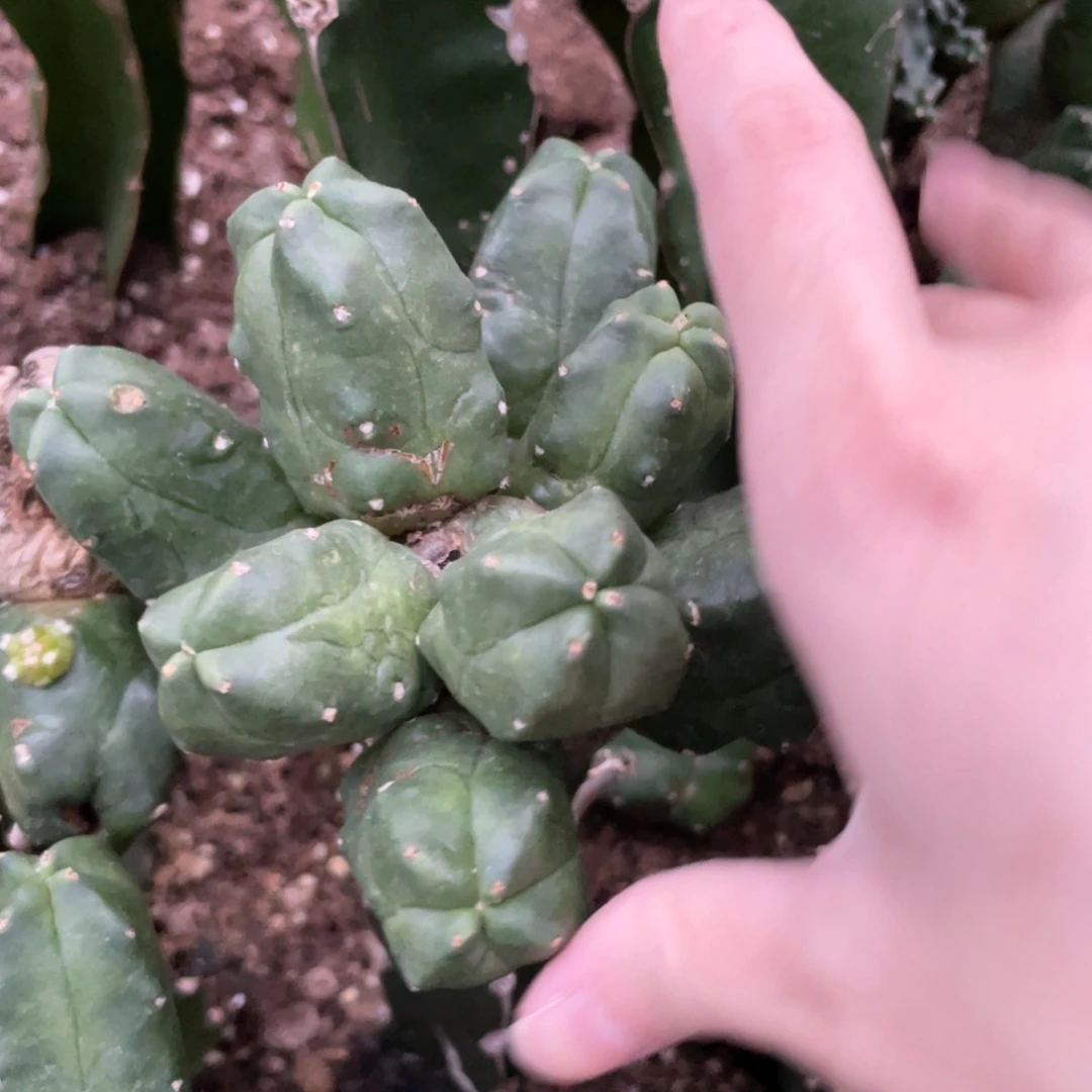 新品宇宙店无刺母本一物一拍2