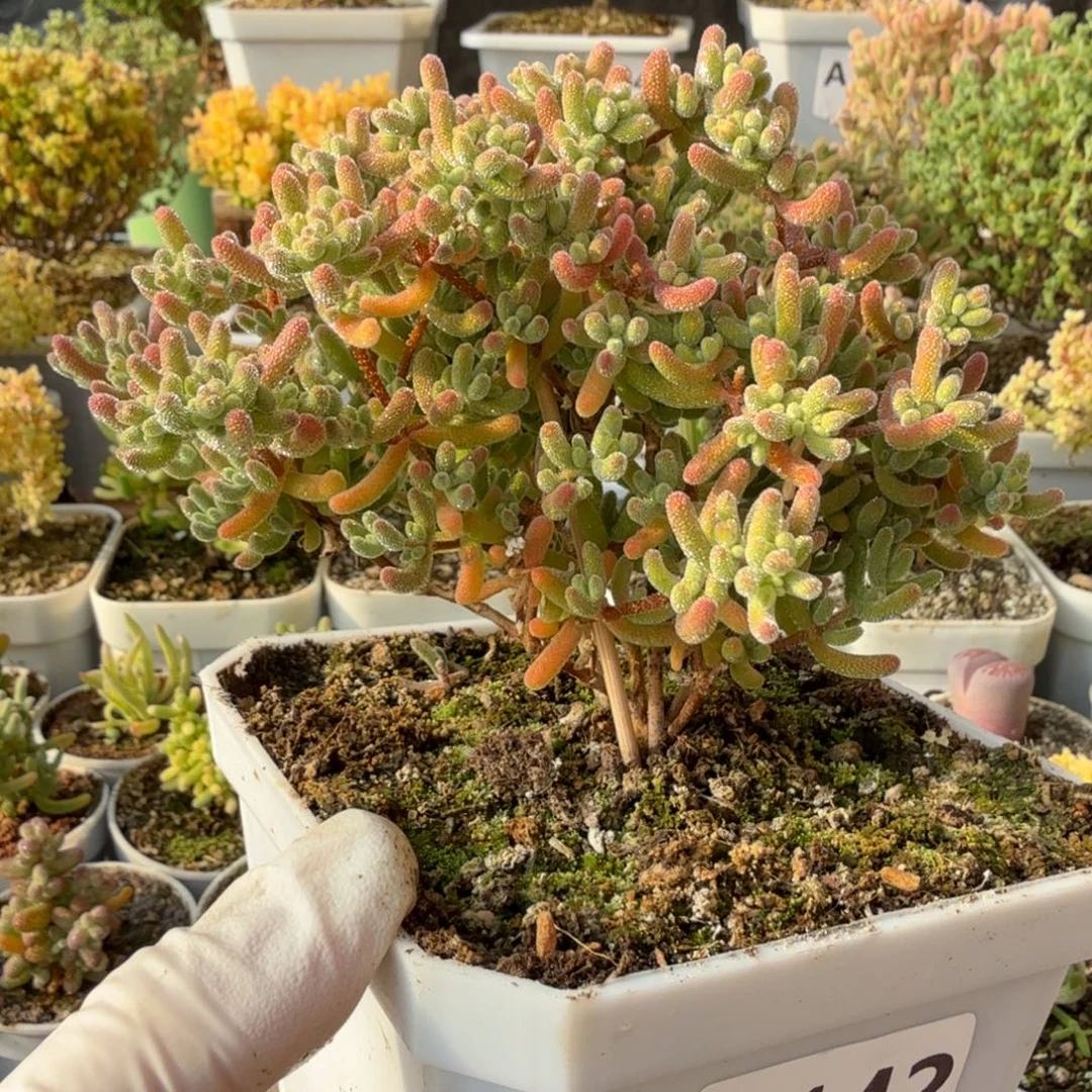 空***新A142红冰晶元旦半价福利