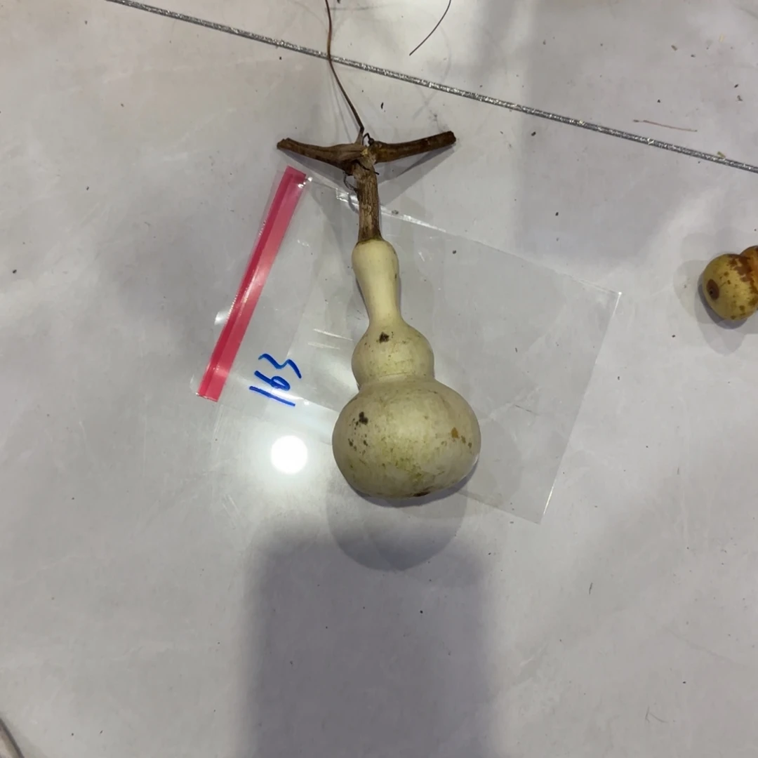 大***局青皮不包成青皮不包成