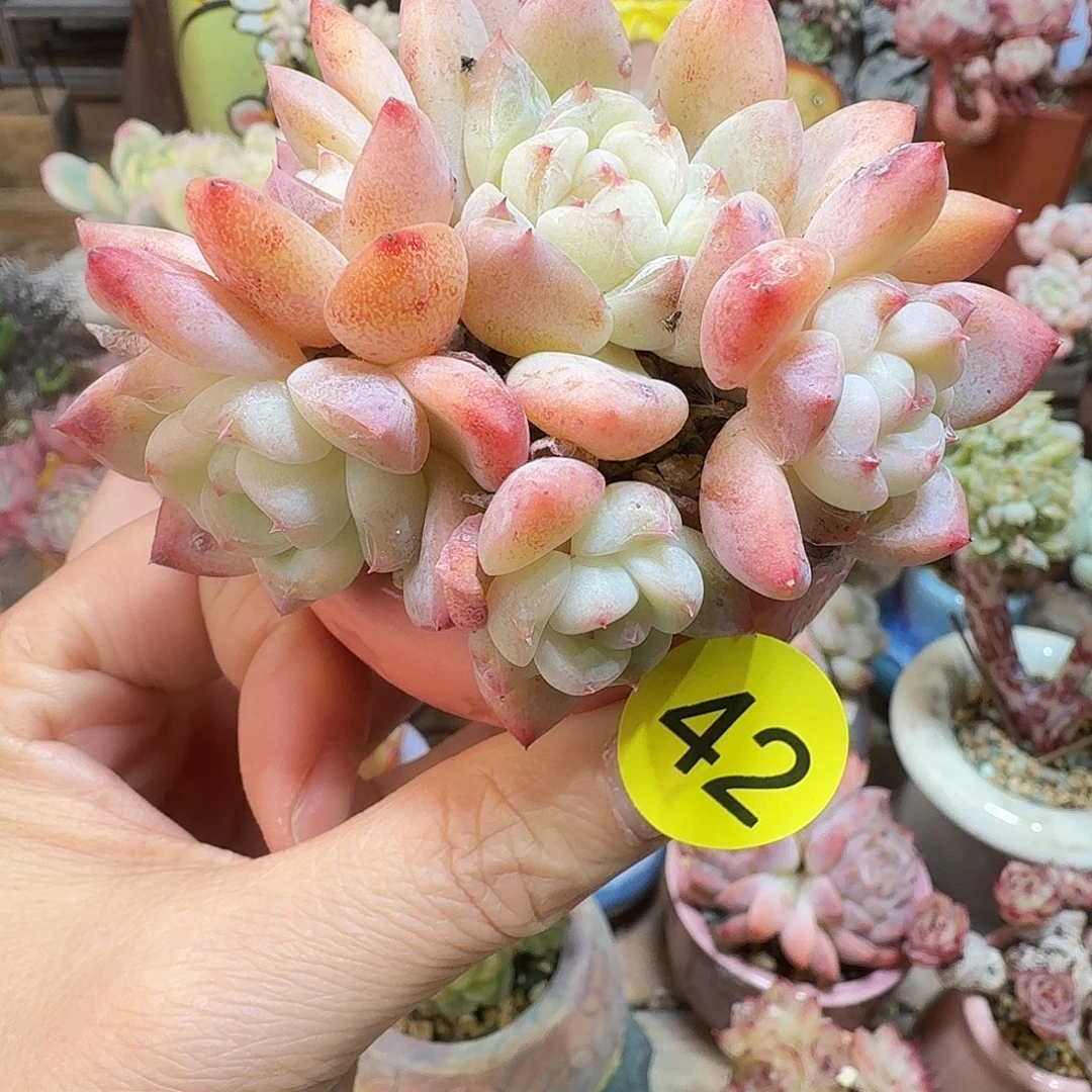 42 多肉含盆土30元包邮非偏远