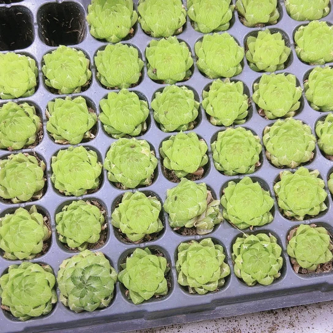 樱水晶苗3个19包邮