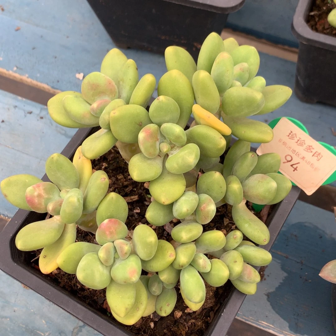 kk美人老桩无砍94