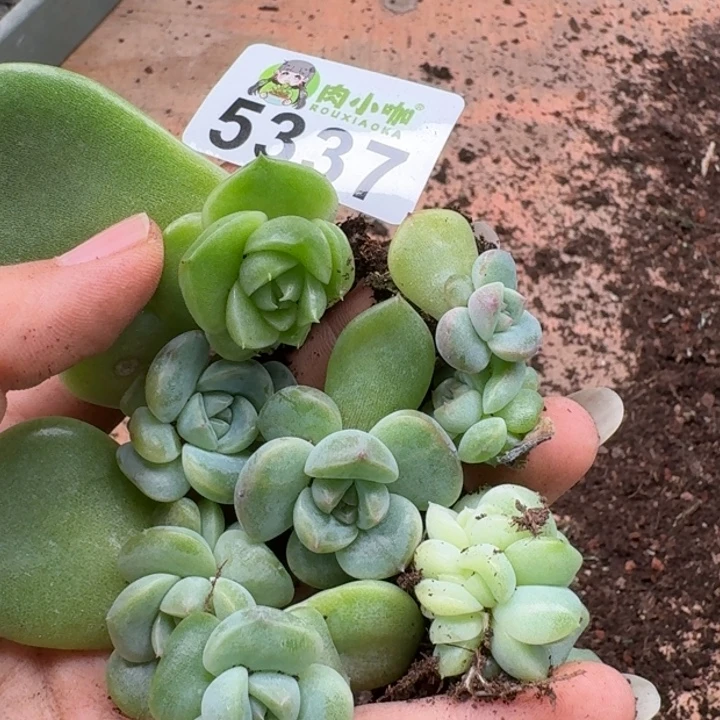 多肉植物多头植物
