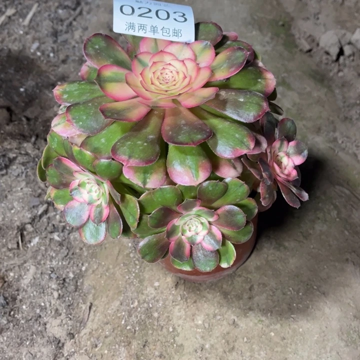 0203荔枝的人多大的
