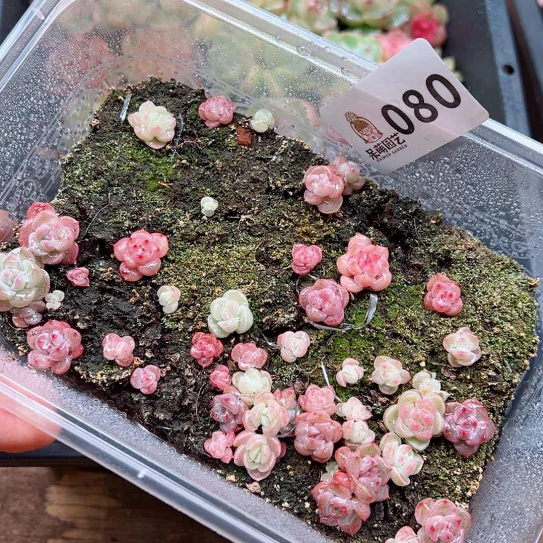 多肉植物多肉植物