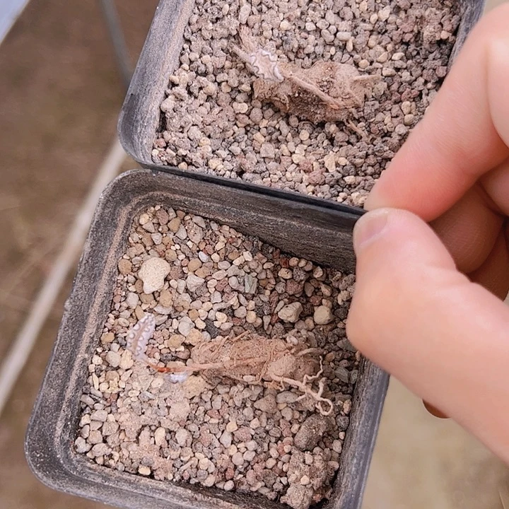 没***王毛蛞蝓雾冰玉老货3.3和3.4