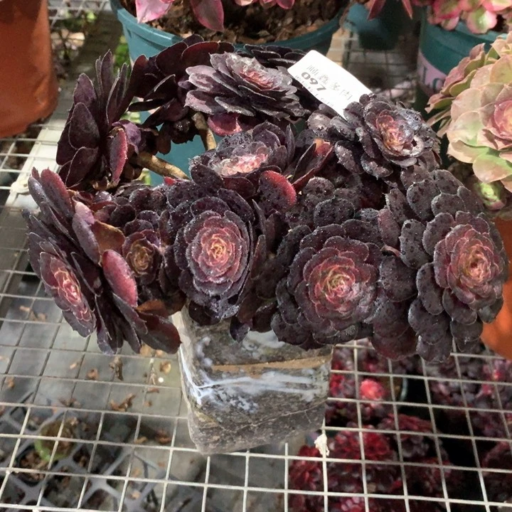 097黑萝莉多肉植物