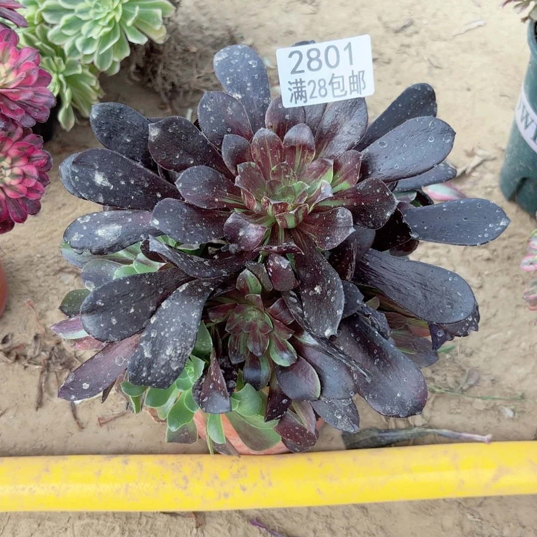 2801欧若拉多肉111111