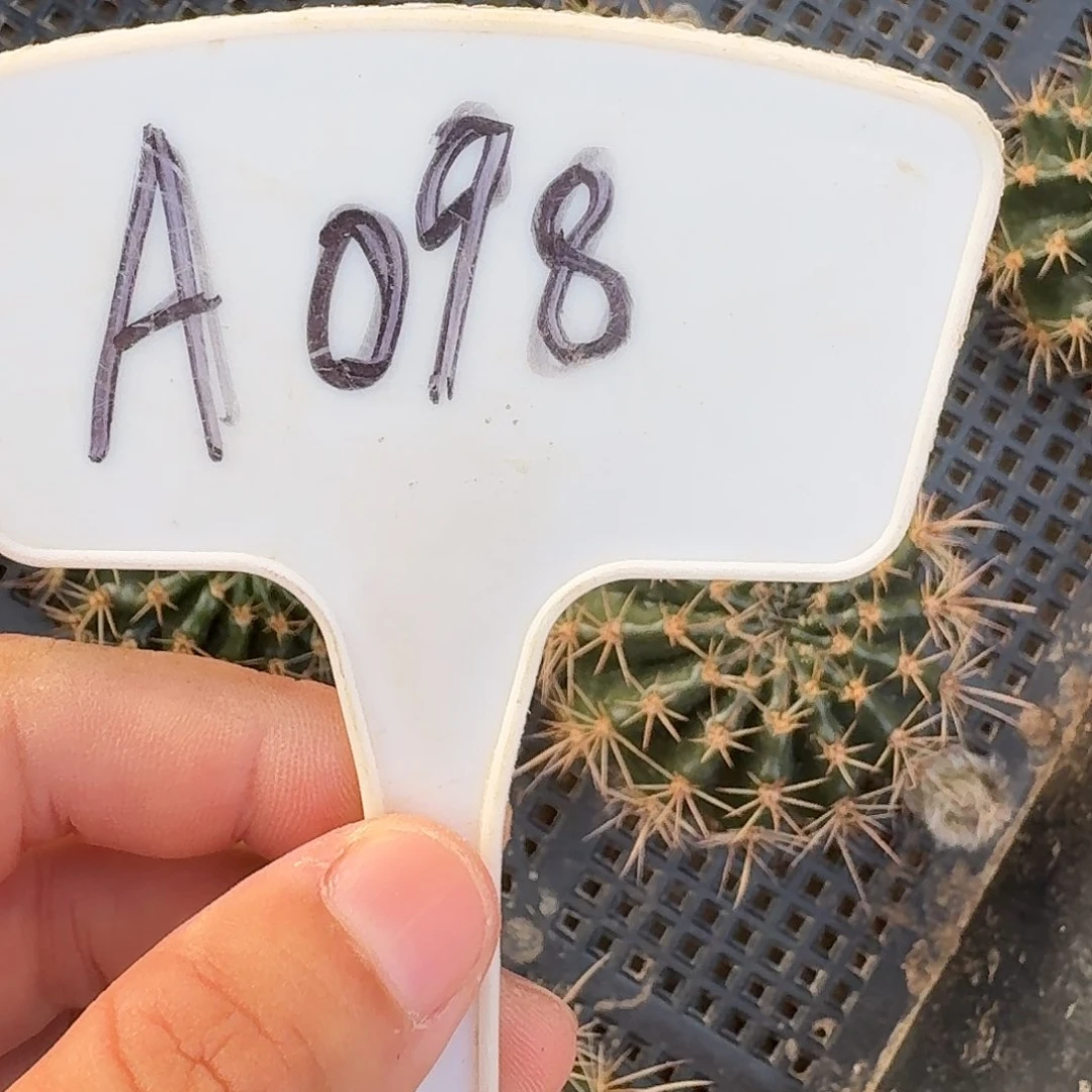 A098,混色8颗侧牙，4cm瑕疵歪头