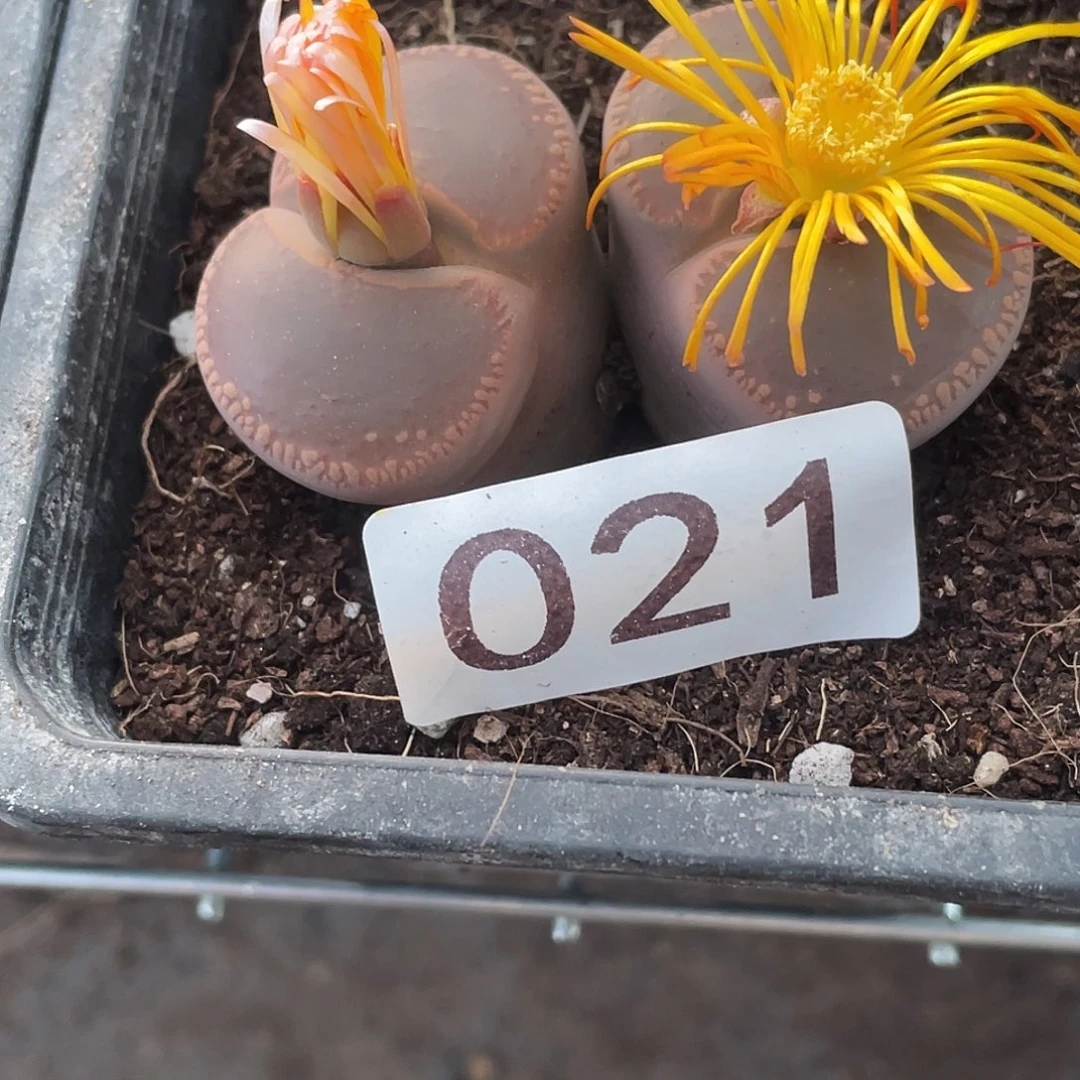 生石花一颗2头021