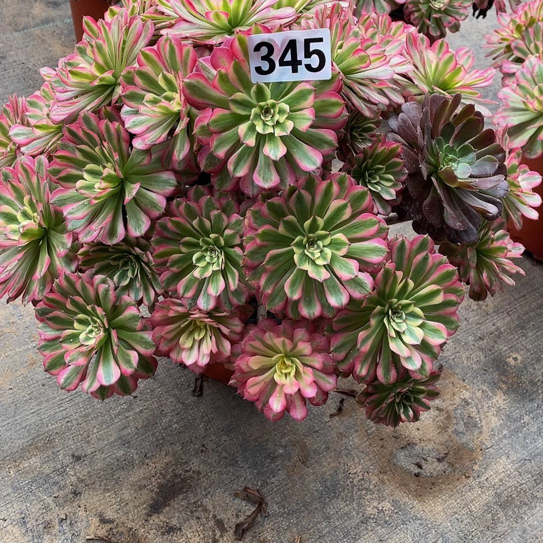 芳***旧多肉法师345号辉煌发货不包损