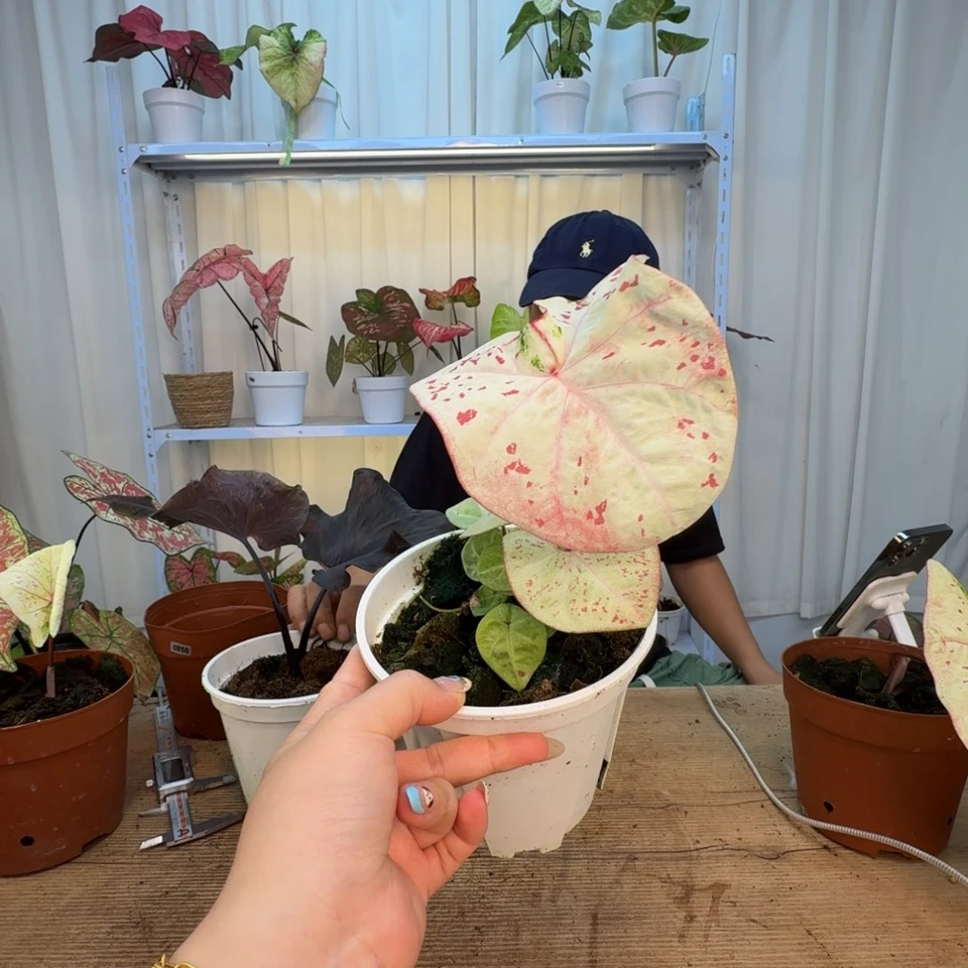 姜***姜无花朵米兰    1578