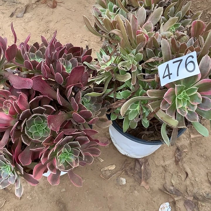 无花朵476金丝缺➕蒙娜丽莎多肉