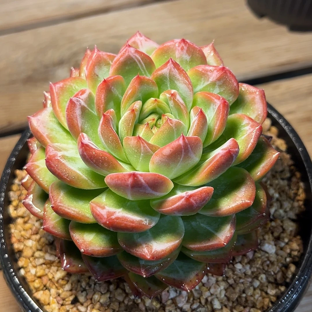 8-10-19精控草莓樱桃