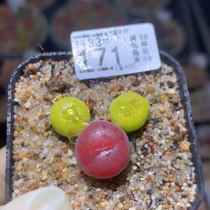 精品生石花33.171