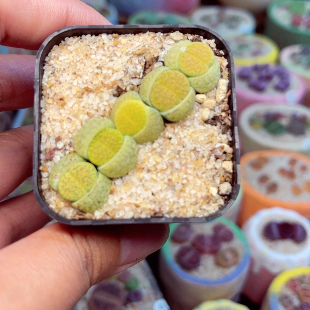 386  888888888888888