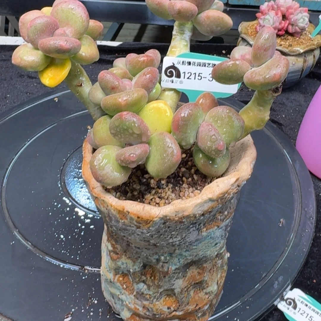 从前慢多肉精选编号1215.391