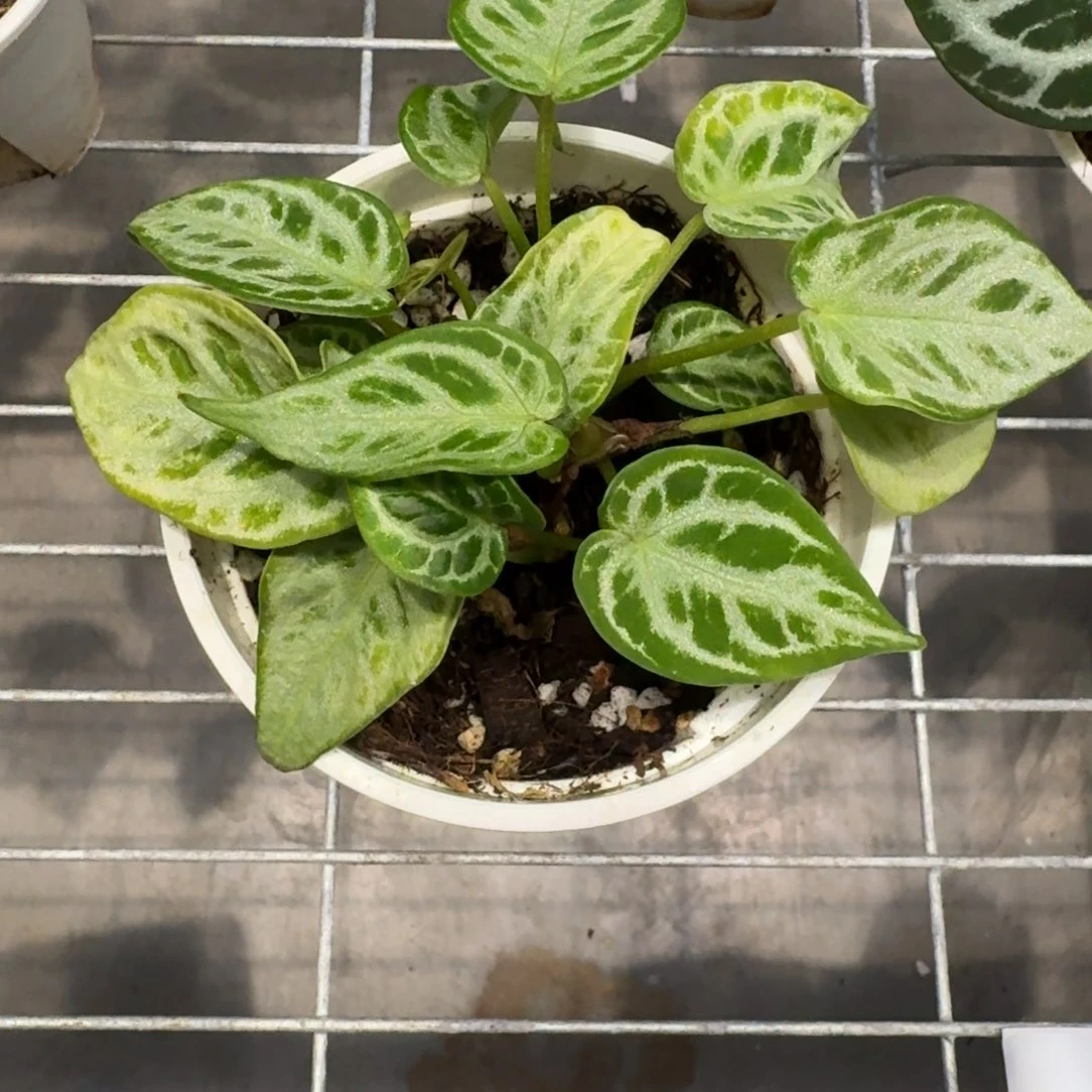 不开花植物1587 粉红撕
