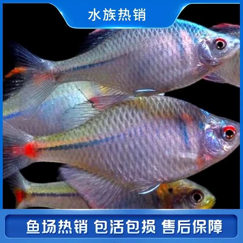 鳑鲏鱼 观赏鱼冷水鱼旁皮鱼七彩高体旁皮活体小型淡水鱼