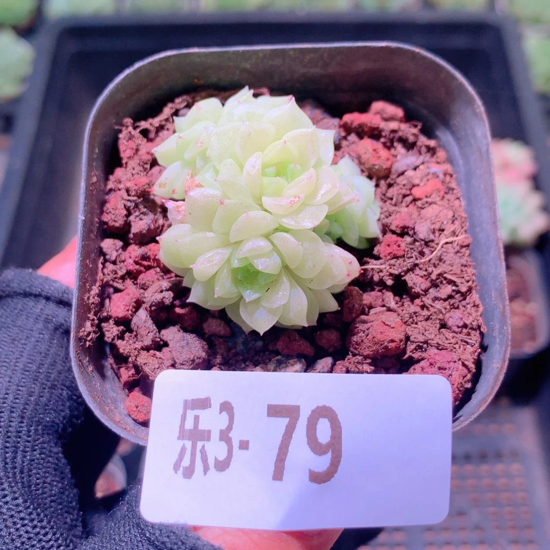 乐然 3-79 麦秆群