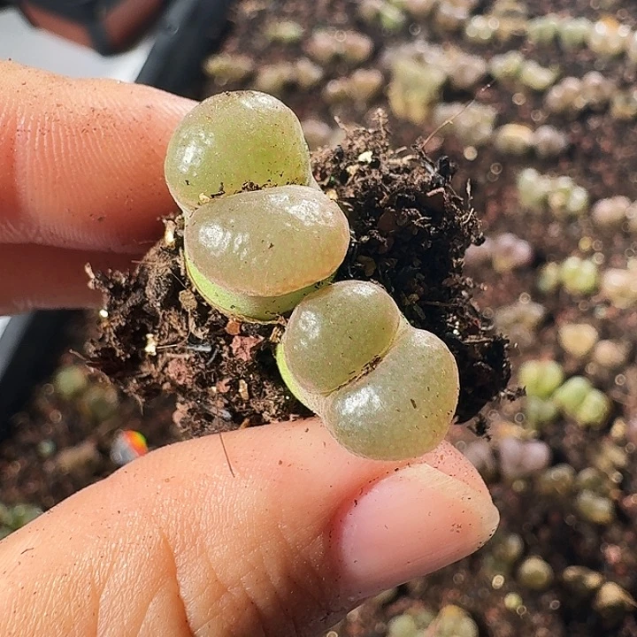 多肉植物福利捡漏316