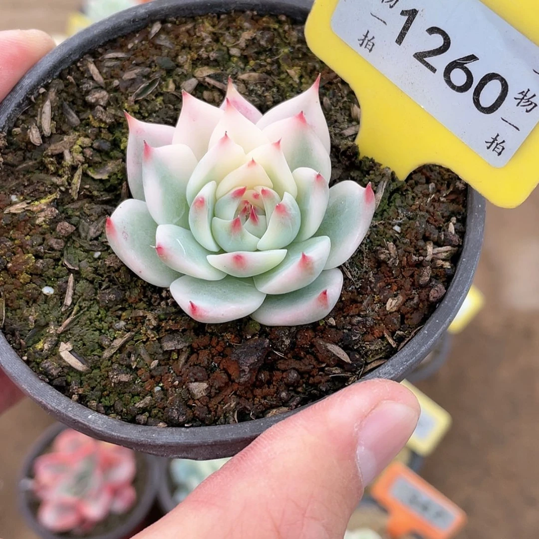 【闪购商品】1260号