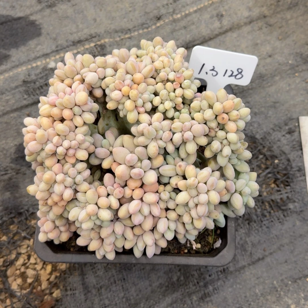 一物一拍全分头汤圆缀化128