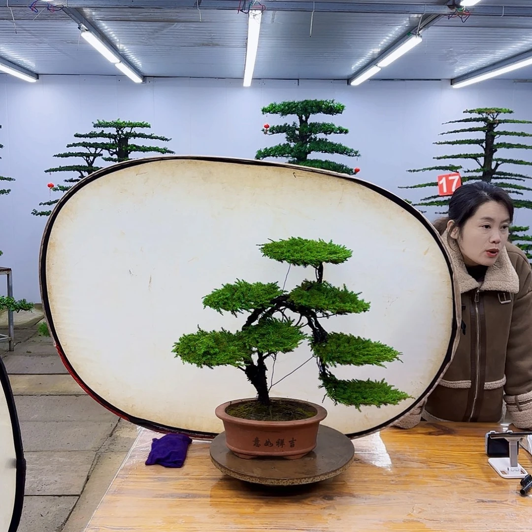 无花朵盆景直播间一物一拍