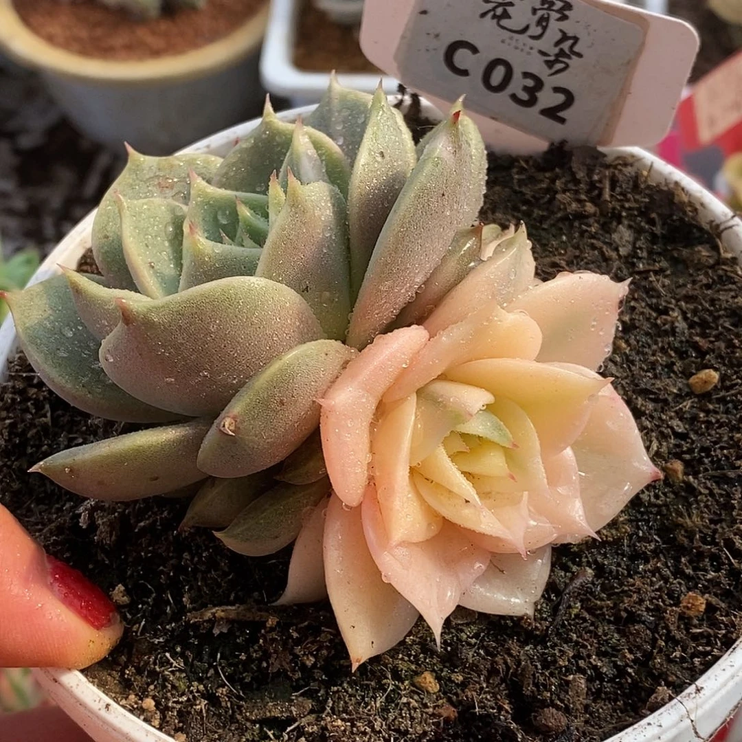 032贝加尔特哈哈哈哈哈