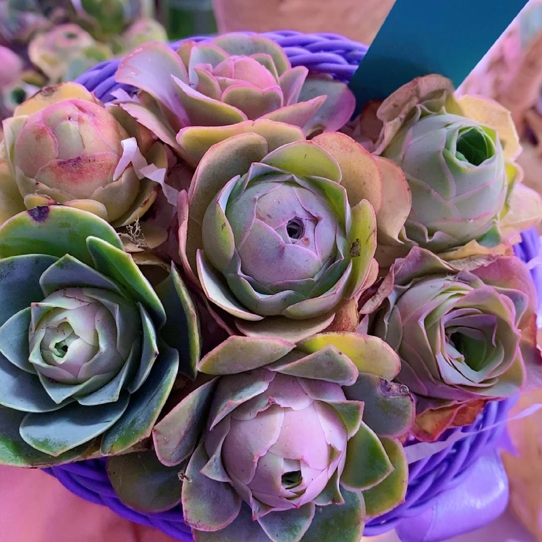 变色山地玫瑰花篮0017