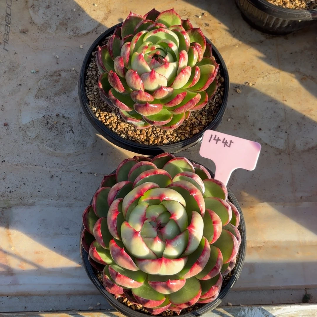 惊鸿仙子好看1445号