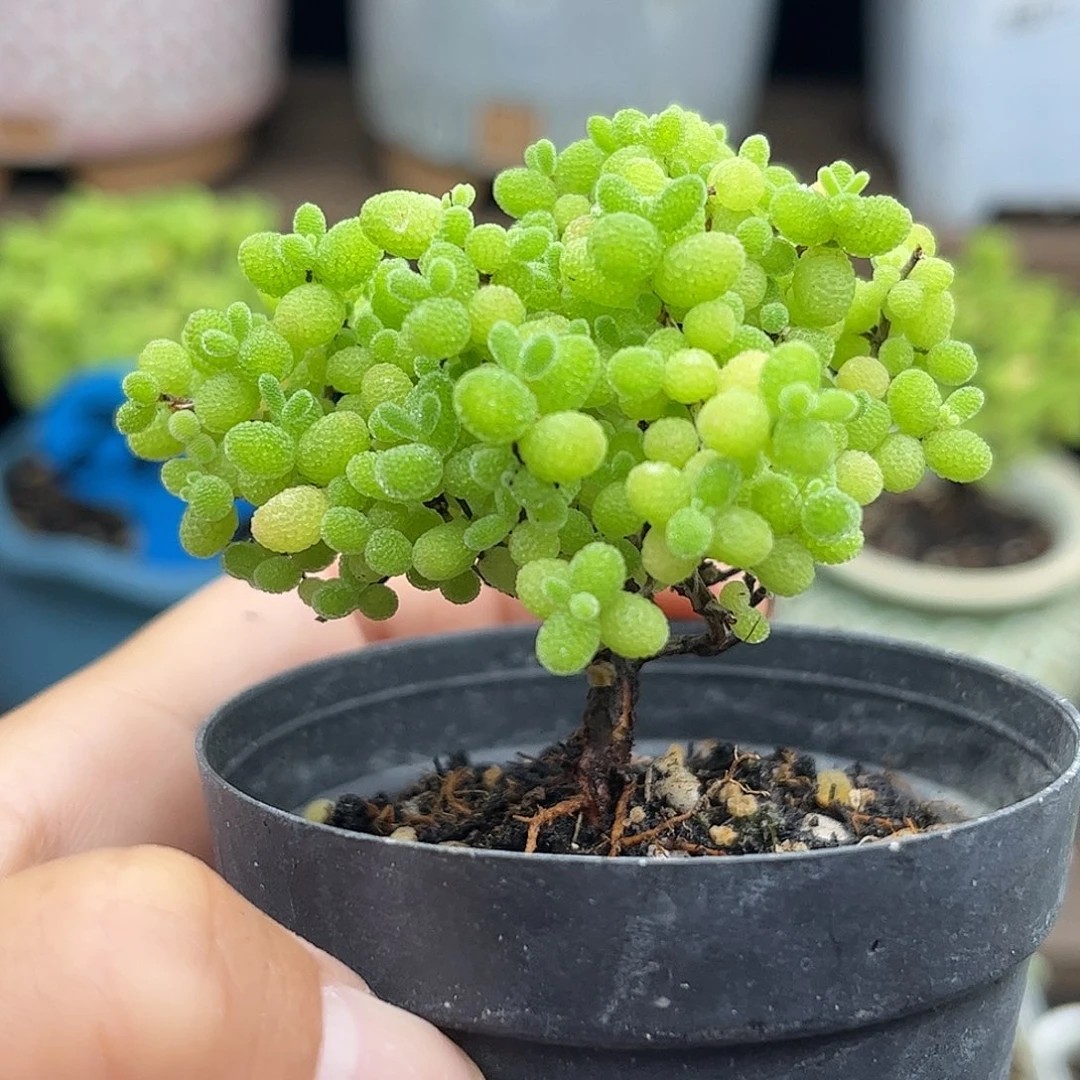 35蜜桔糖球优选枝干番杏