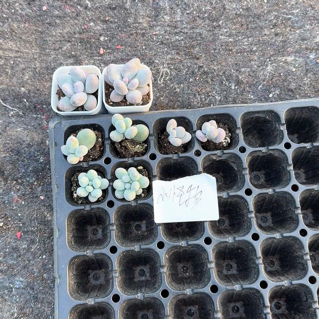 小怪物一物一拍专拍