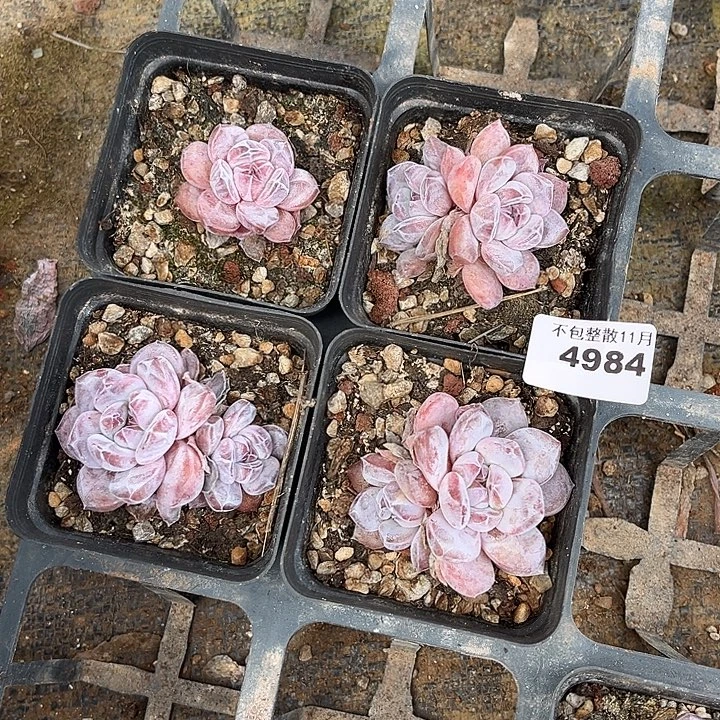 阿雅园艺。       4984星影四颗