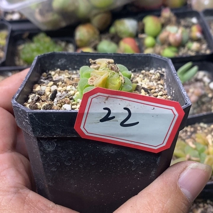 ？****了26666699669999999