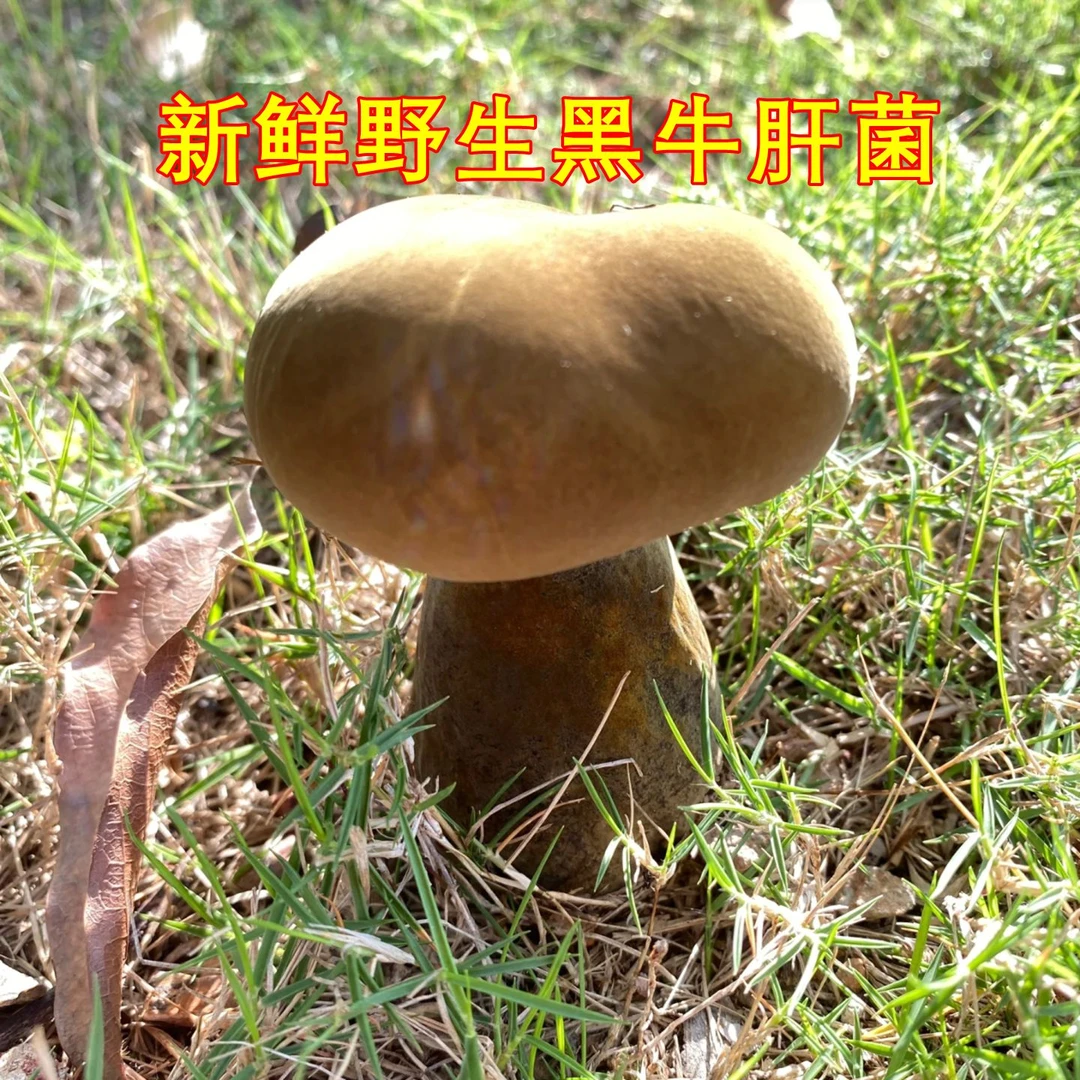 新鲜黑牛肝菌野生菌 牛肝菌大脚菇口感嫩山珍美食稀有云南菌子