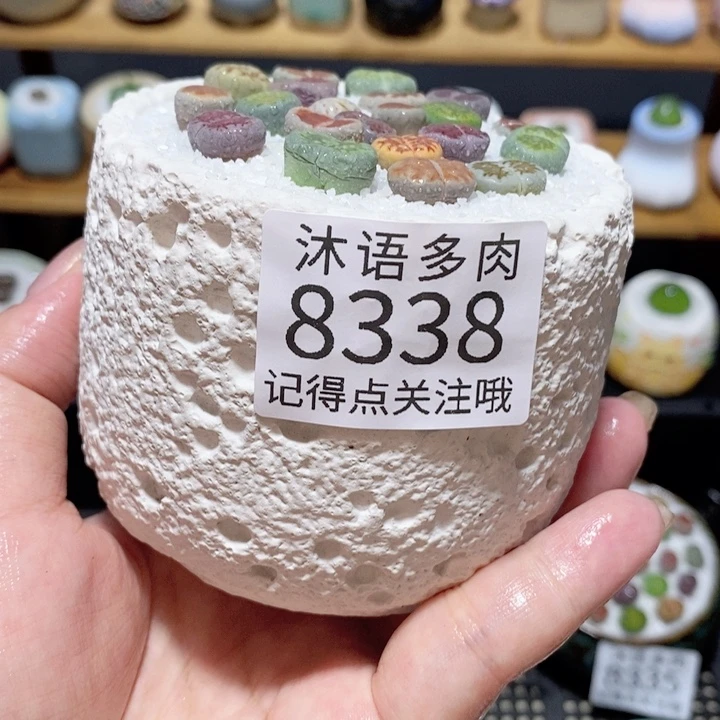 带盆土植物 精美盆栽 8338