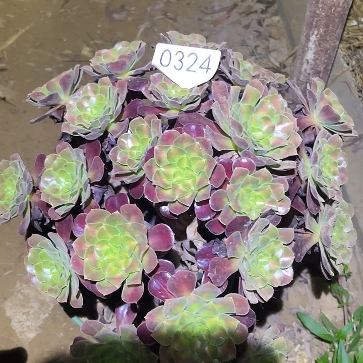多肉植物法师324花呐