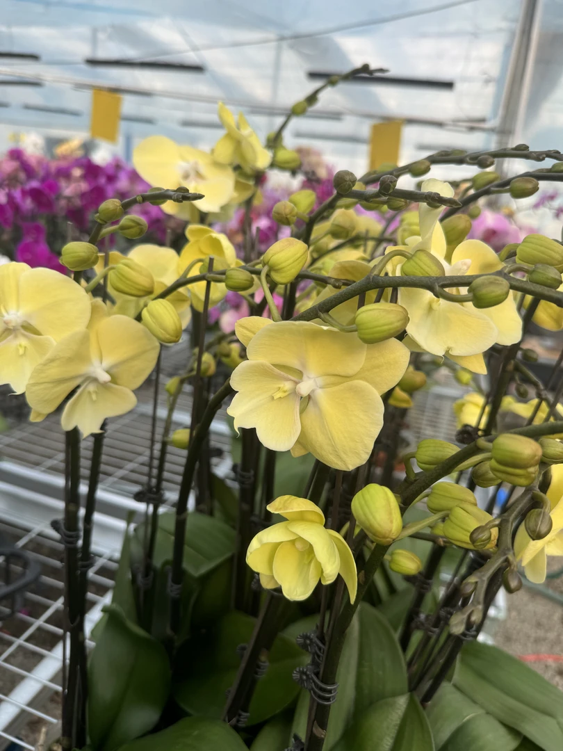 星月【3.0寸杯】高档蝴蝶兰鲜花盆栽