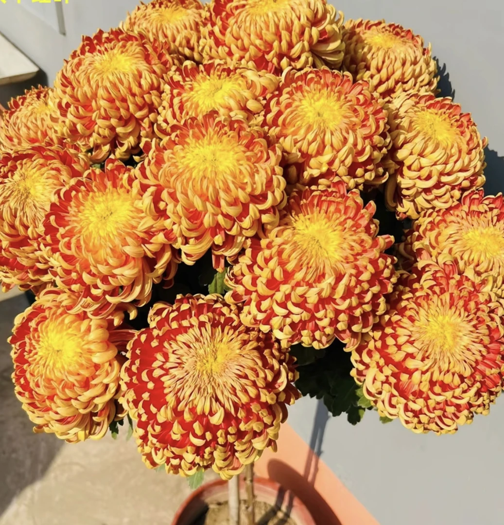 [太平红叶] 多年生菊花室内外阳台盆栽花卉绿植