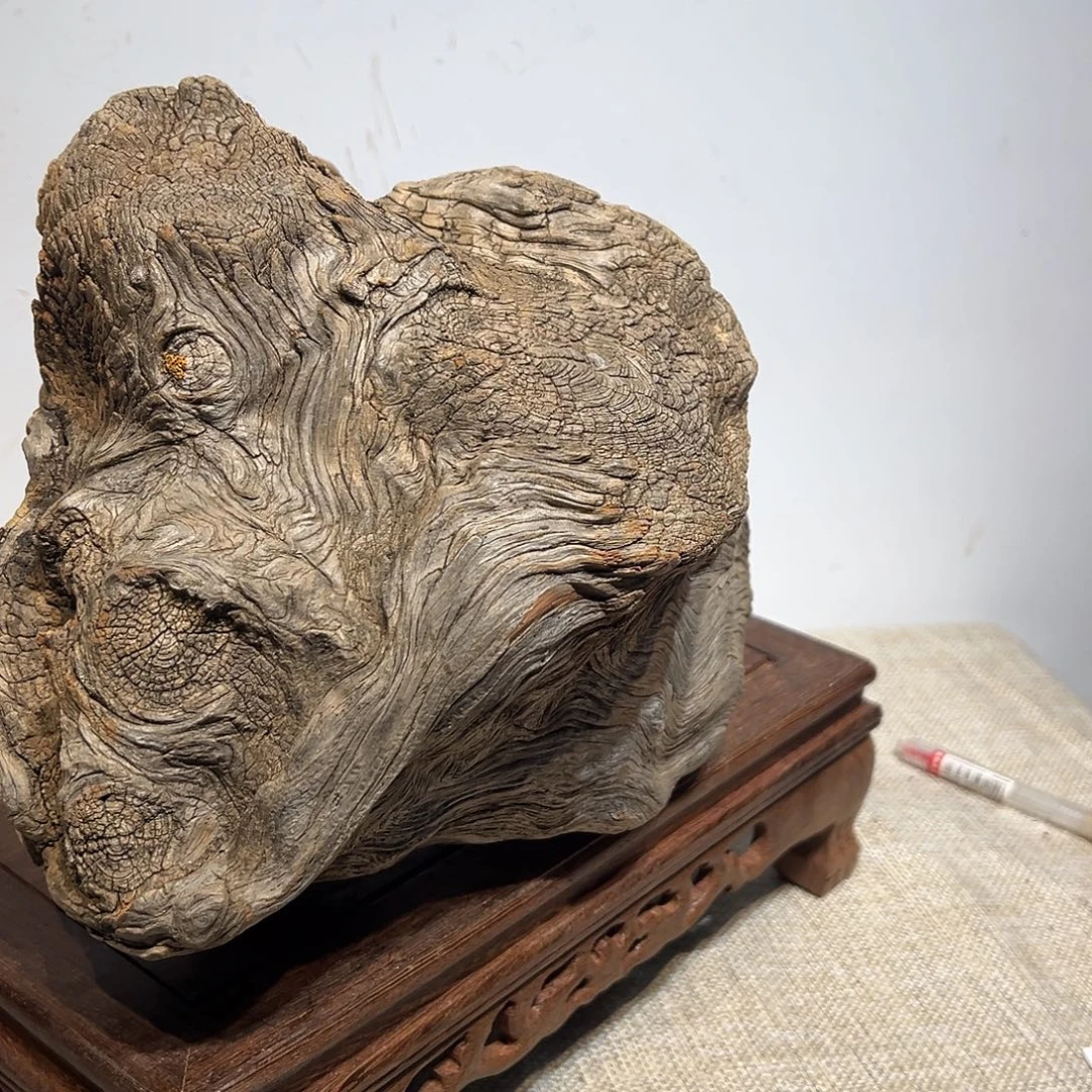 木崖柏6666666666666666