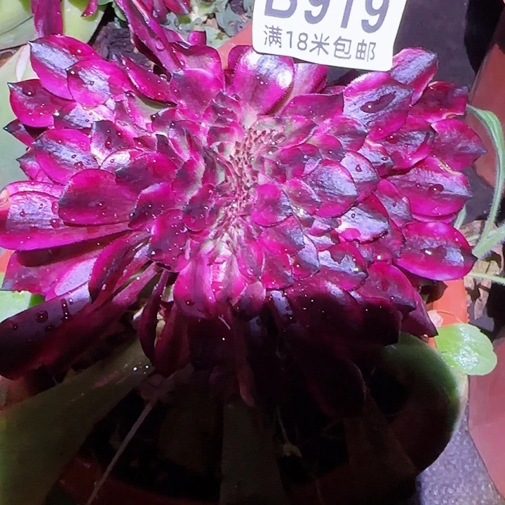 多肉法师美肌缀化la