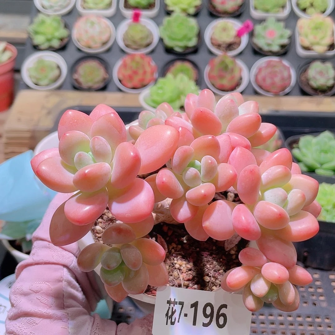 花利美7-196洛神群