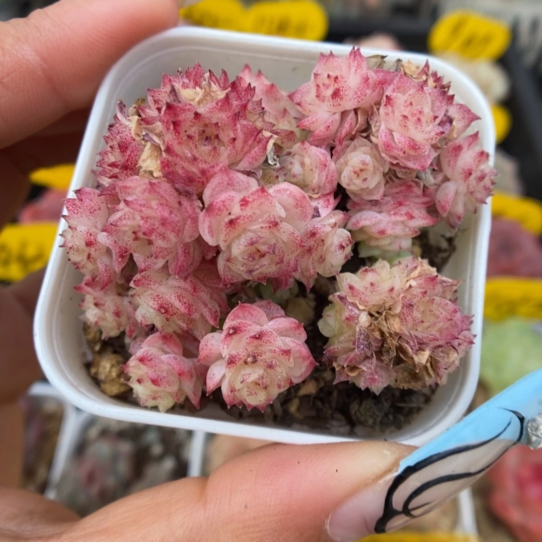 满天星麦秆群生1027号