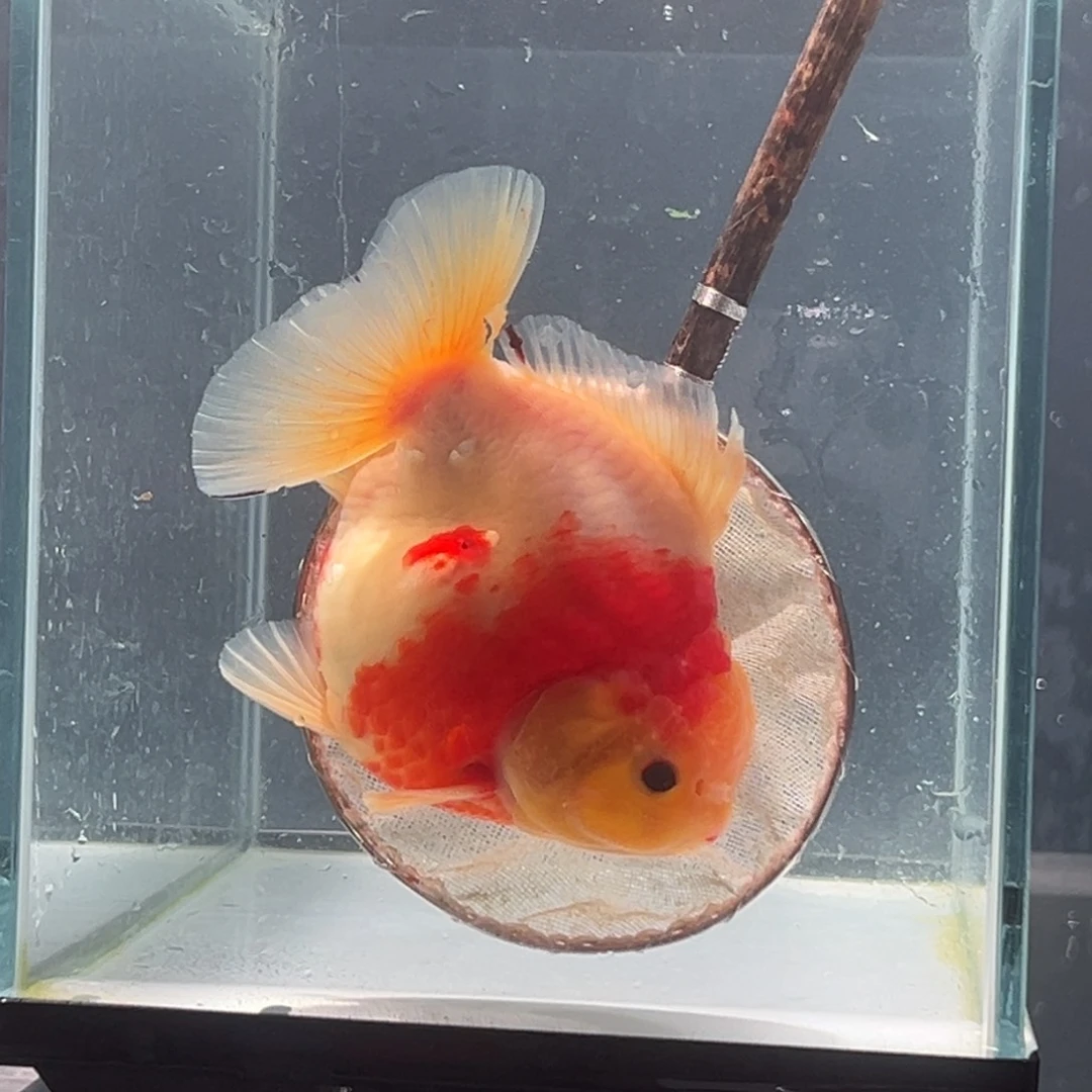 金鱼069背鳍开衩11111