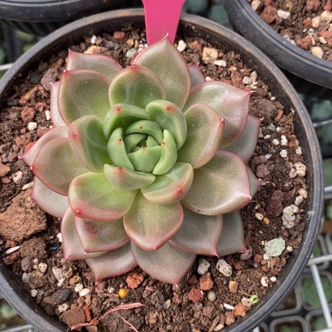 x042-多肉植物 东云